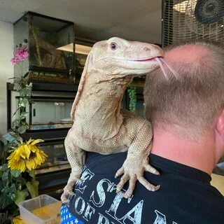 JTK Reptiles (@jtkreptiles) — Instagram