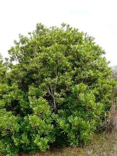 Myrica californica Pacific Wax Myrtle California native plan