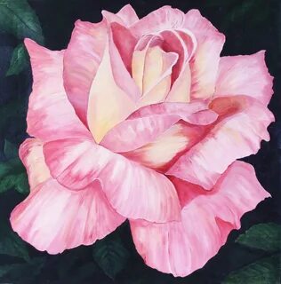 Pink Rose - Acrylic painting - Deep canvas - 3' by 3' - Pat 