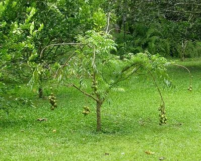 Jobo de La India, Ambarela Golden Apple (Spondias cyther. Fl