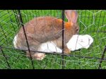 Bunny rabbits mating funny fast animals mating close up Iran