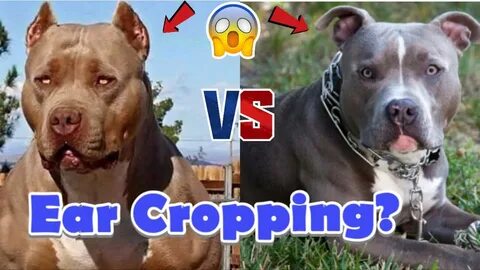 Dog Ear Cropping the pros and cons of Ear Cropping? - YouTub