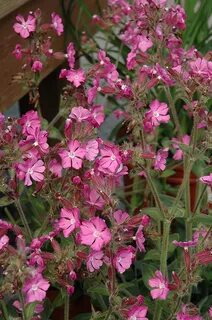 Rolly's Favorite Campion (Silene 'Rolly's Favorite') in Wilm
