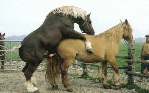 The Animal Photo Archive : fr-draught-Horses-Breeding