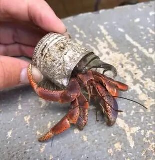 Hermit crab with a broken glass bottle cap for a shell! Herm