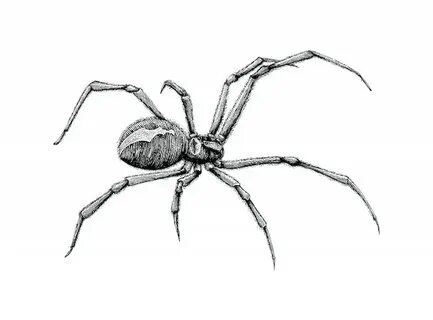Black Widow Spider Drawing / Black Widow Spider Drawing : Le