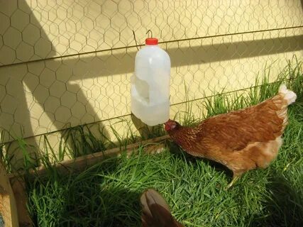 Clever (or perhaps dumb) Trick (With images) Chicken feeder 
