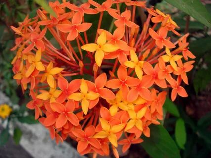 File:Ixora red flowers.JPG - Wikimedia Commons