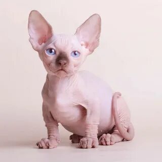 Кошка сфинкс бамбино: миниатюрная порода кошки-таксы