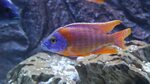 Aulonocara German Red African Cichlid - YouTube