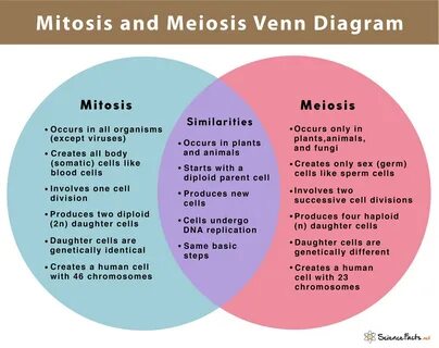 Mitosis vs Meiosis: 14 Main Differences Along With Similarit