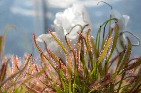 How to Take Care of a Sundew Correctly Carnivorous Plants Ti