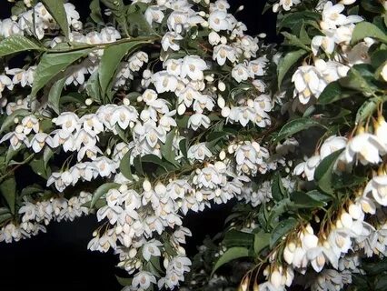 PlantFiles: Picture #6 of Japanese Snowbell (Styrax japonicu