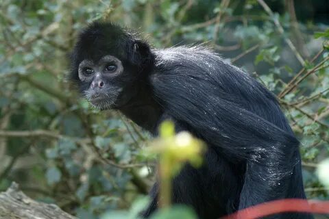 Pictures of Spider Monkeys on Animal Picture Society