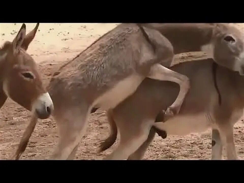 Donkeys mating 2018 - Animals mating ( HD ) - YouTube