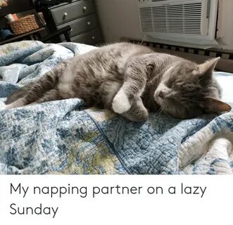 My Napping Partner on a Lazy Sunday Lazy Meme on astrologyme