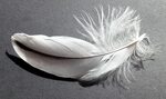Feather Soft White - Free photo on Pixabay