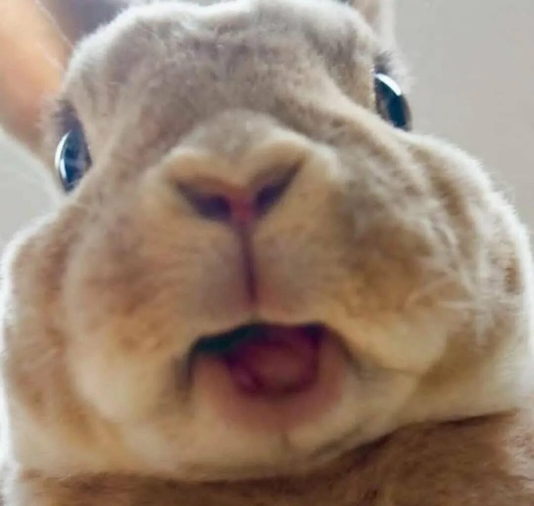 Funny bunny steam фото 112