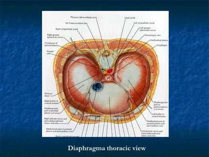 SURGICAL DISORDERS OF MEDIASTINUM AND DIAPHRAGM - ppt video 