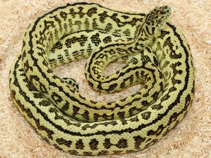 Albino Super Zebra Carpet Python