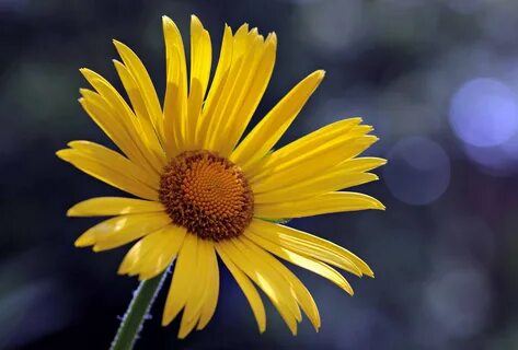 Free picture: yellow flower, detail, petal, plant, spring, p