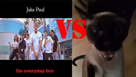 Angry Cat Reacted to Jake Paul's New Song (It's everyday bro