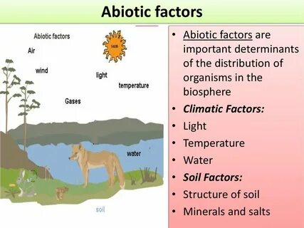 Environmental Factors Examples 9 Images - Ecological Imbalan