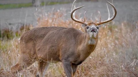 How to Field Judge a Deer on the Fly Deer Hunting Realtree C