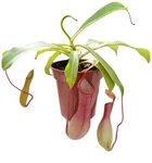 pflegeleichte Kannenpflanze - Nepenthes X Ventrata (Alata x 
