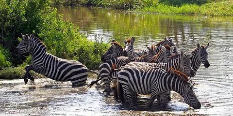 How Much Is A Safari In Tanzania : Tanzania Safari Cost - Ho