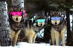 Топ 30 Quileute Wolfpack GIF Находи лучшие GIF на Gfycat
