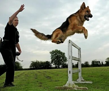 Police 