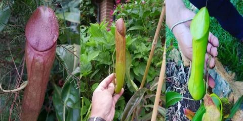 Nepenthes holdenii: carnivorous plant Newz