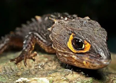 Red-eyed crocodile skink (Tribolonotus gracilis) - Steemit