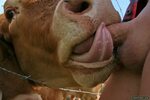 Cow suck dick - NEW archive website. Comments: 3