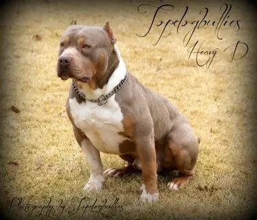 XXL Biggest Pitbulls American bully Breeder Kennel Tri Puppi