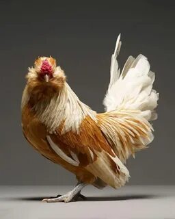 Joanna. Beautiful chickens, Chicken pictures, Types of chick