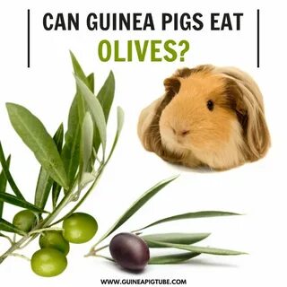 Can Guinea Pigs Eat Olives? - Guinea Pig Tube