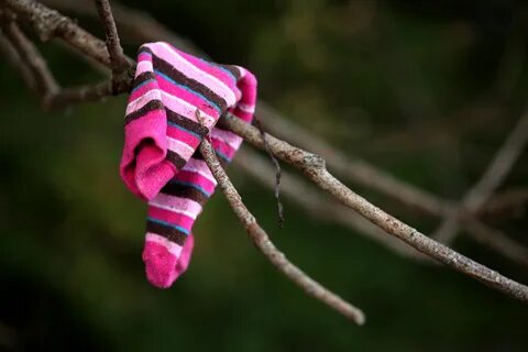 Pink sock on the tree free image download