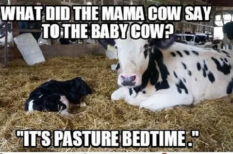What did the Mama Cow say to the baby cow meme - AhSeeit