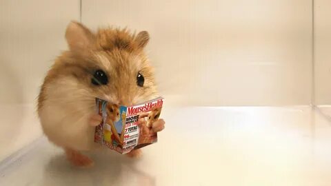 Rodents Reading Heritage Funny Adorable Comment Cute Carlito