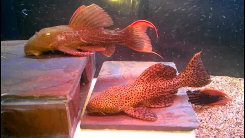 Pseudacanthicus pleco fight (L24vsL160) - YouTube