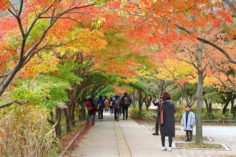 Climbing up Korea's Most Beautiful Fall Mountain "Naejangsan