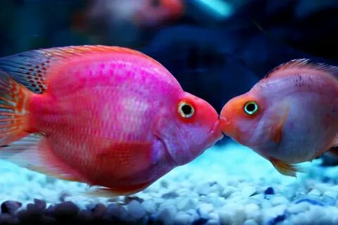 My parrot fish kissing eachother Lol actually dey r fighti. 
