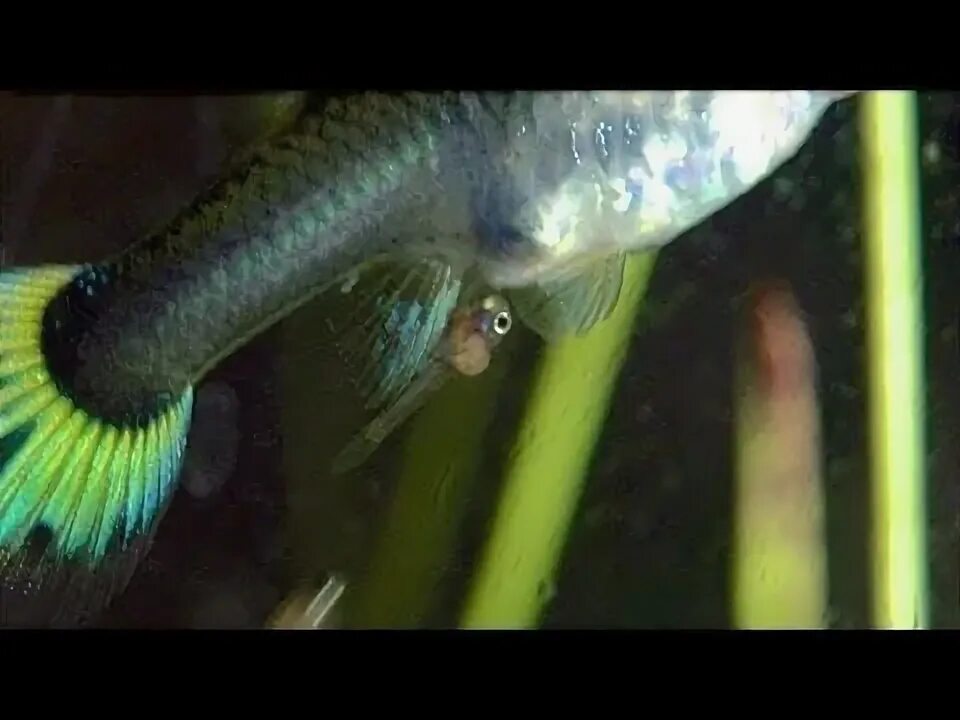 Guppy fish giving live birth to babies 🐠 - YouTube