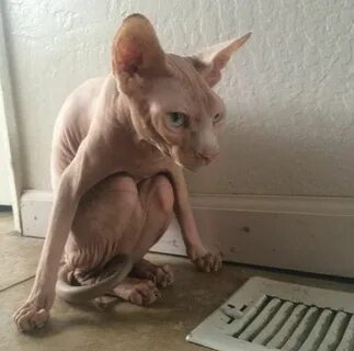 30 Sphynx Cats That Are Not Just Cool, They’re Super-Cool - 