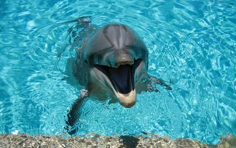 Дельфины - красивые картинки (40 фото)
