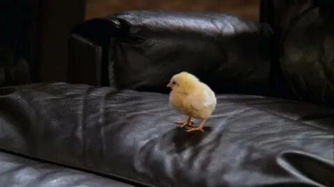 The One with the Chick and the Duck (1997)