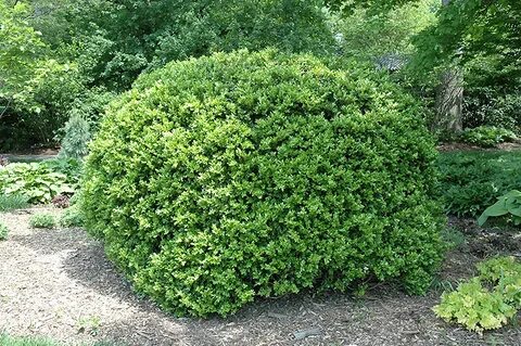 Japanese Boxwood (Buxus microphylla 'var. japonica') in Reno