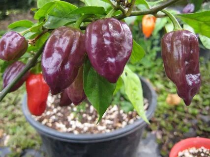 50 Seeds Bhut Jolokia Ghost Hot Peppers Seeds Purple avtopom